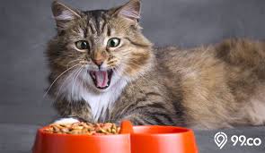 Check spelling or type a new query. 8 Rekomendasi Makanan Kucing Terbaik 2021 Disertai Tips Memilih