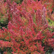 Image result for Calluna vulgaris