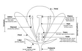 Plant parts of a flower diagram, hibiscus flower parts diagram and flower parts diagram are three. Why Are Flowers Called The Reproductive Structure Of Plant Name The Name And Female Reproductive Structures In Flower Science Reproduction In Plants 14130835 Meritnation Com