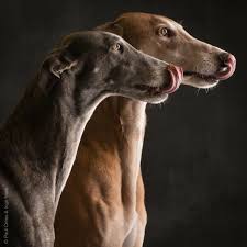 Guappa Dali Greyhound Sighthound Doglover Petphotography Photographer Picoftheday Doglife Woof Dogsofinstagra In 2020 Happy Dogs Animal Photography Dog Life