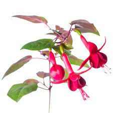 Fuchsia Definition And Meaning Collins English Dictionary