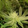 Because autoflowering plants have such use an airy growing medium: 1