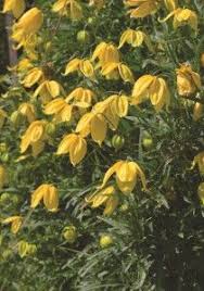 While not a member of the daisy family, this vine strongly resembles that famous flower: Pin On W I L D W O O D