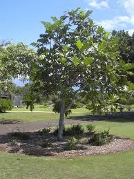 Image result for Artocarpus altilis