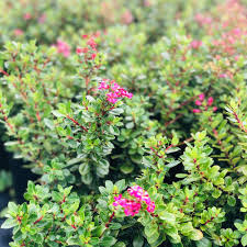 Maybe you would like to learn more about one of these? Small To Medium Shrubs Hedging Amazon Plant Growers