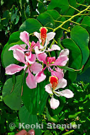 Image result for Bauhinia monandra