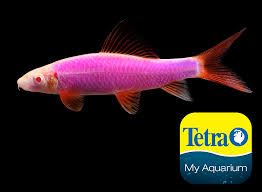3,056,697) and cannot be used in connection. Glofish Galactic Purple Shark Balantiocheilos Melanopterus Glofish Betta Aquarium Aquarium Set