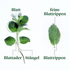In beiden fällen geht viel geschmack verloren. Jetzt In Saison Minze Richtig Kaufen Lagern Und Zubereiten