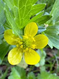 Image result for Pycreus muricatus