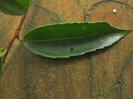 Image result for Scolopia