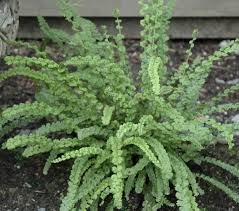 Image result for Tridactyle filifolia