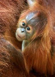 Baby Orangutan Orangutan Baby Orangutan Animals Beautiful