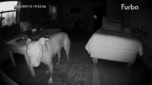I just adopted a cat from the humane society. The Best Pet Cameras For 2021 Pcmag