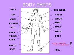 It functions as protection, regulation and sensation. Body Parts And Physical Appearance