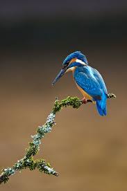 N Photo Photo Of The Day Kingfisher River Salwarpe By Chris Pippard Www Nphotomag Com Kingfisher Beautiful Birds Animals Beautiful