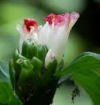 Image result for Costus afer