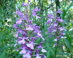 Declare your freedom to send great from new year's to mother's day to birthdays, anniversaries, funerals, and everything in between, you can send flowers to pennsylvania or choose. Explorejeffersonpa Com New Wild Plant Regulations Now In Place In Pennsylvania