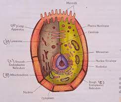 Click hereto get an answer to your question draw a neat and labelled diagrams of the.view solution. Draw A Neat Labelled Diagram Of Animal Cell And Label A The Powerhouse Of The Cellb Suicidal Bagsc Brainly In