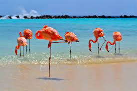 Finding flamingo beach in aruba. Flamingos Am Strand Von Aruba Flamingo Beach