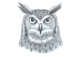 How To Draw An Owl S Face Head Step By Step Easydrawingtips Whether you want to learn the fundamentals of graphite pencil drawing, or the basics of still life illustration and drawing with charcoal, udemy has a pencil drawing course to help you become a better artist.