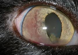 Causes of uveitis uveitis can be an isolated ocular problem or can be associated with a systemic disorder. Treating Viral And Bacterial Conjunctivitis In Cats Medvet