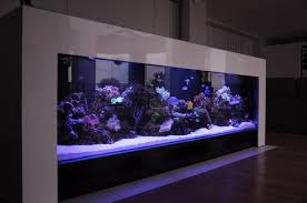 Click This Image To Show The Full Size Version Fish Tank Wall Fish Tank Design Saltwater Fish Tanks