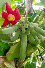 Image result for Lagenaria rufa