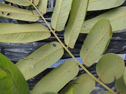 Image result for Centrolobium