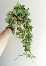 Image result for Begonia lacunosa