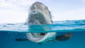 Oct 25, 2021 · a round of bar trivia is something every member of your crew can enjoy. 9 Bite Sized Facts About Shark Week Mental Floss