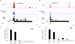 Here is how to unlock the raal mg. Plos One Epigenetic Modifications Unlock The Milk Protein Gene Loci During Mouse Mammary Gland Development And Differentiation
