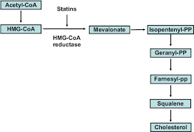 Figure 2 From Pitavastatin Evidence For Its Place In
