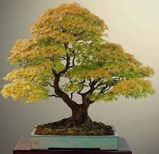Baumchen Japanischer Ahorn Bonsai Bonsai Baum Pflanzen