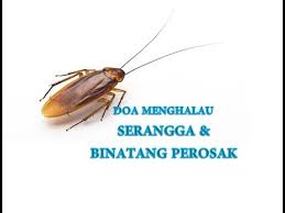 Jadi bagaimanakah caranya untuk menghalau haiwan perosak ini? Doa Menghalau Serangga Binatang Perosak Dua To Drive Away Pest Peacefully From House Youtube