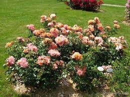 Aprikola Summer Beauty Rose Garden