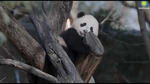 National Zoo Free Timed Entry Passes Available Beginning May 14 Wusa9 Com
