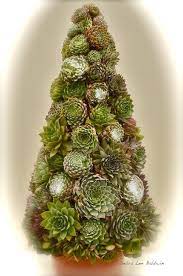 A christmas cactus can add a pop of cheerful color to your indoor plant collection. 30 Succulent Topiaries Ideas Topiary Succulent Cuttings Succulents