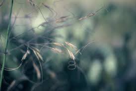 Image result for Sartidia angolensis