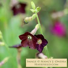 Image result for Nicotiana
