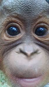 Omg Save These Beautiful Adorable Animals By Crossing Palm Oil Of Your Shopping List You Can Make A Difference Animals Beautiful Cute Baby Animals Cute Monkey