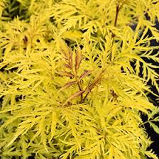 Lacy, fine textured, golden foliage on this compact rounded shrub. Morden Golden Glow Elder Sambucus Racemosa Morden Golden Glow In Winnipeg Headingley Oak Bluff Manitoba Mb At Shelmerdine Garden Center
