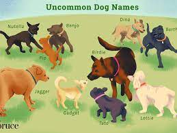 76 Uncommon Dog Names