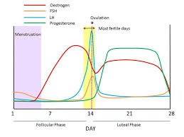 hormone levels during menstrual cycle pregnancy and birth