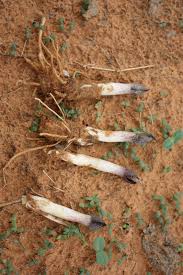 Image result for Stylochaeton