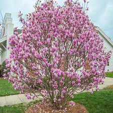 Jane Magnolia Tree Google Search In 2020 Jane Magnolia Tree Jane Magnolia Magnolia Trees