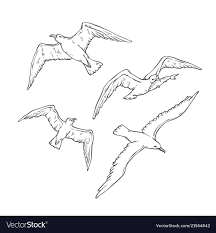 Sketch Set Flying Seagulls Bird Gull Royalty Free Vector Seagull Illustration Bird Sketch Vector Sketch