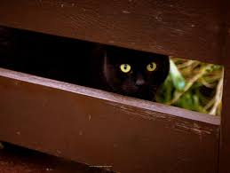 Kara Kedi Kara Kedi Kedi