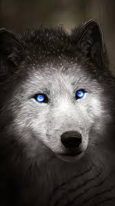 Hd wallpapers and background images. Wolf With Blue Eyes Wallpapers Hd Wallpapers Id 25058