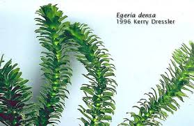 Image result for Equilabium stenosiphon