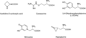 Nonprotein Amino Acids An Overview Sciencedirect Topics